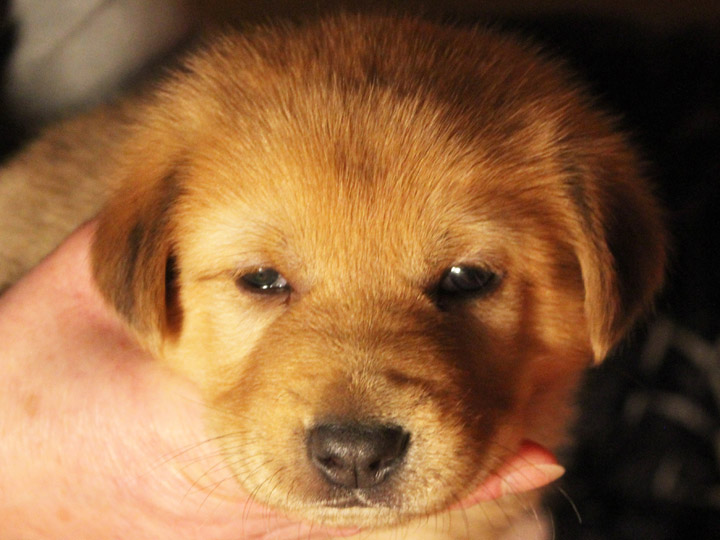 chinook puppy
